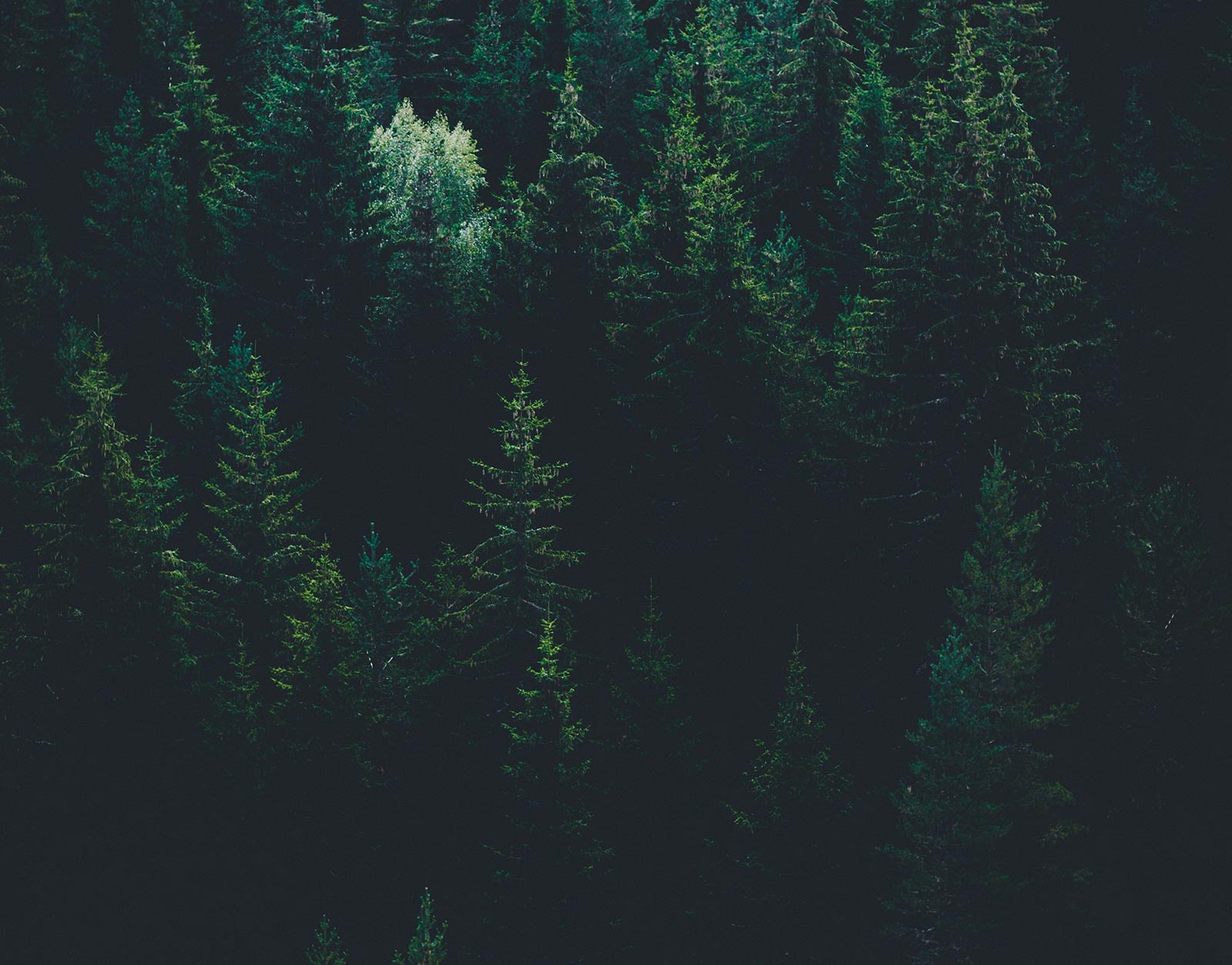 Forest Path